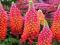 ŁUBIN DWUKOLOROWY TERRACOTTA - LUPINUS #NOWOŚĆ#