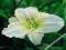 HEMEROCALLIS - LILIOWIEC WHITE TEMPTATION #OKAZJA#