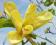 Magnolia brooklińska 'Golden Sun' - NOWOŚĆ !! !! !