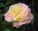 Róża WIELKOKWIATOWA Gloria dwubarwna róże PACHNĄCA