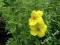 Pieciornik YELLOW BIRD żółty długo kwitnie 2L#40cm