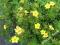 Pięciornik 'Fredheim' Żółty długo kwitnie! 2L#40cm