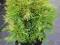 Thuja 'GOLDEN GLOBE' Żółta Złota kula #3L#50cm#