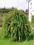 WIERZBA 'PENDULA' Salix integra NA PNIU #3L#160cm#