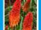 TRYTOMA NANCY RED czerwona KNIPHOFIA TRYTOMY