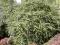 Berberys Thunberga Green Ornament *20-40cm**C2**S