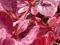 Berberys Thunberga Rose Glow **20-40cm **2l**Ż