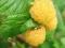 Rubus idaeus 'Golden Queen' - ZŁOTE MALINY HiT !!!