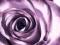 Purpurowa róża - fototapeta 183x254 cm