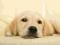 Golden retriever puppy - fototapeta 183x254 cm