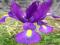 IRYS - IRIS HOLLANDICA FIOLETOWY 10szt +++TANIO+++