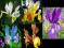 IRYS - IRIS HOLLANDICA MIX 10szt +++TANIO+++