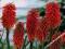 KNIPHOFIA - TRYTOMA NANCY RED #OKAZJA#