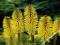 KNIPHOFIA - TRYTOMA MINISTER VERSCHUUR #OKAZJA#