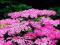 KRWAWNIK LILAC BEAUTY - ACHILLEA #NOWOŚĆ# TANIO