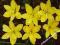 ZEFIRANT CITRINA ŻÓŁTY - ZEPHYRANTHES 5 szt #HIT#