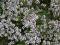Tymianek Thymus siuper zioło pachnące zioła 0,3g