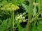 Lubczyk Maggi Levisticum zioło super zioła 0,5g