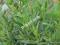 Estragon Bylica super zioło aromatyczne zioła 0,1g