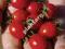 Pomidor POKUSA czereśniowy NASIONA pomidorów HIT