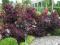 Cotinus - Perukowiec podolski ''Royal Purple''