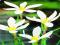 ZEFIRANT WHITE BIAŁY - ZEPHYRANTHES 10 szt #TANIO#