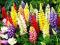 ŁUBIN TRWAŁY MIX - ŁUBINY LUPINUS 5 szt #TANIO#