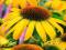 JEŻÓWKA YELLOW - ECHINACEA #SUPER CENA#