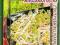 MIESZANKA OSTRA 30g - nasiona na kiełki PNOS