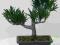 BONSAI Podocarpus 20/25 cm - SZTUCZNE do terrarium