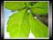 Jiaogulan (Gynostemma Pentaphyllum) Nasiona