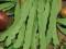 Fasola szparag karłowa-zielonostrąk Esterka 30g To