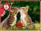 PUZZLE TWO TABBY KITTENS 500 ELEMENTÓW (B-51625)