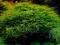 Taiwan Moss - Taxiphyllum Allternans mech WROCŁAW