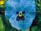 Bratek wielkokwiatowy c. niebieski z plamą 0.5g To