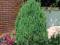Jałowiec chiński Stricta na bonsaiPromocja wysprze