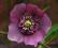 Helleborus orientalis 'New Hybrids' - Ciemiernik !