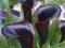 KALLA - Calla BLACK FOREST cebulki 1szt