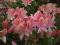 Azalea 'Irene Koster' - Rhododendron Azalia WONNA!
