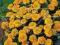 Aksamitka wielkokwiatowa niska żółta 0.5g Torseed