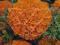 Aksamitka wielkokwiatowa niska pomarańczowa 0.5g T