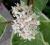 Dereń biały Elegantissima CORNUS ALBA CZERWONY PĘD