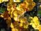 Pięciornik ANNETTE żółte duże kwiaty potentilla !!