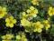 Pięciornik GOLDSTAR żółte duże kwiaty potentilla