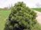 Pinus nigra 'Nana' - Sosna czarna KARŁOWA !! !! !