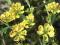 Heimia salicifolia - Sinicuichi --> Nasiona !