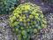 Rhodiola Rosea - Różeniec górski --> Nasiona