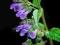 Scutellaria Lateriflora - Skullcap --> Nasiona