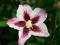 Hibiscus 'Hamabo' - Hibiskus, Ketmia SZCZEPIONA