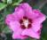 Hibiscus 'Woodbridge' - Hibiskus, Ketmia SZCZEPION